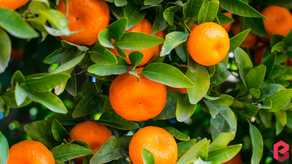 This winter oranges will make your health better than ever