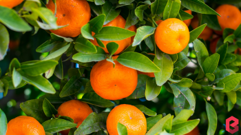 This winter oranges will make your health better than ever