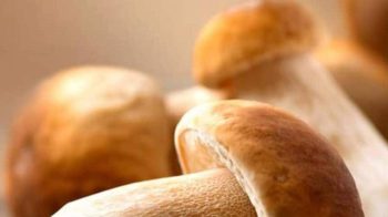 Health benefits of Mushroom: Do not eat mushrooms? Being deprived of many benefits